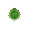 Riviera - Tomate Hydrangea Leaf 9 "